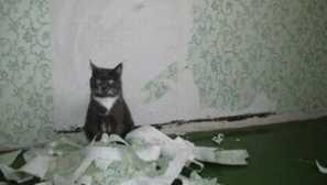 Як відлучити шпалери кота чи кота